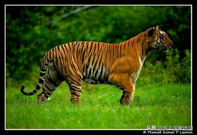 ​虎王拉贾一门三代雄虎，以死斗和单杀的方式铸就了铁血虎王家族