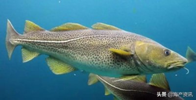 ​科普｜真鳕、狭鳕、黑线鳕、绿青鳕、青鳕、北极鳕..全球鳕鱼详解