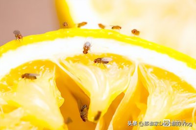 ​如何杀死苍蝇（5种有效灭苍蝇方法极其简单）