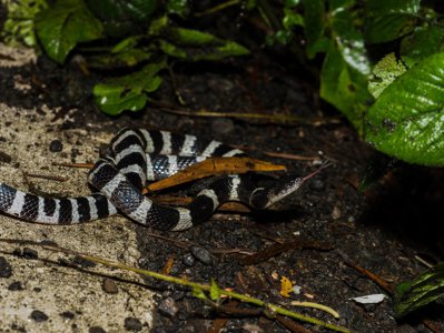 ​银环蛇、白环蛇；你还傻傻分不清吗？一种剧毒一种无毒