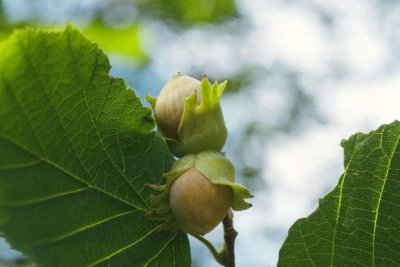​榛子树长什么样，世界上四大干果之一，榛花也被称为生日花