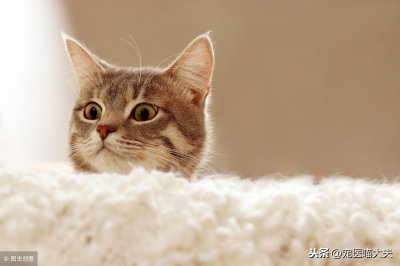 ​猫拉稀和吐是什么问题？兽医：这7个原因不能忽视！