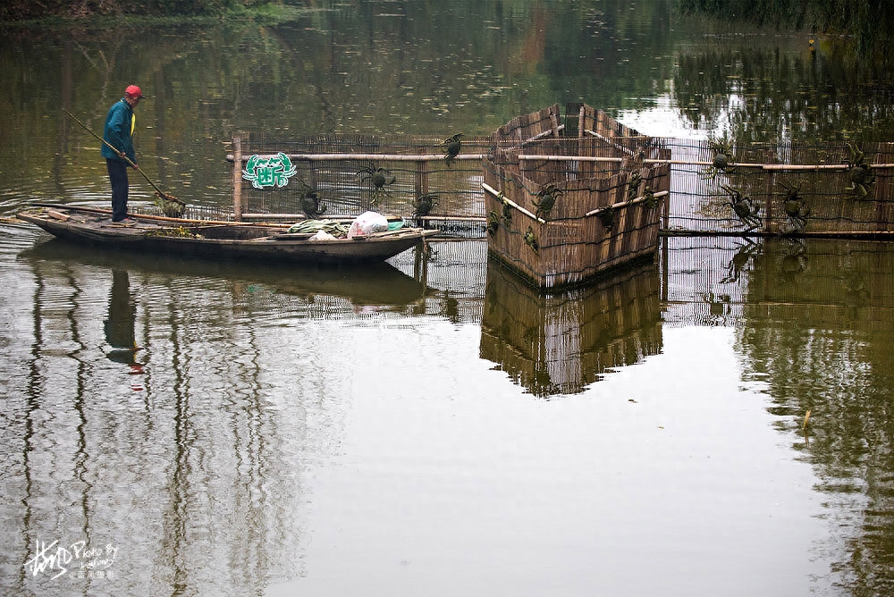 溱湖簖蟹啥意思,为什么中国的文字中专门为此造了一个“簖”字