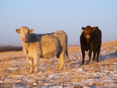 ​农村俗语说“一年两个春，带毛的贵如金”，是真的吗？