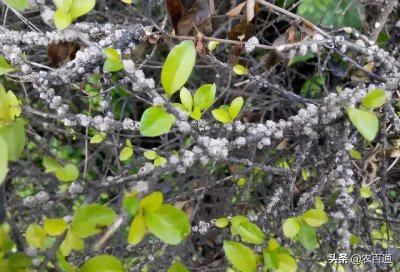 ​蚧壳虫识别与防治技巧（常见十种蚧壳虫识别与防治技巧）