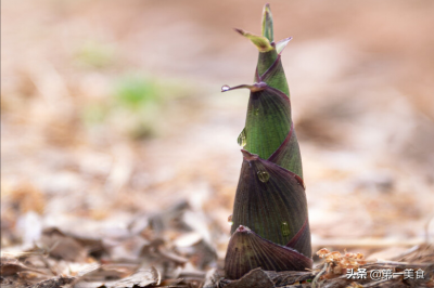 ​竹笋的正确焯水方法 春天吃春笋“禁忌”多！牢记：1不忘2不放3不吃