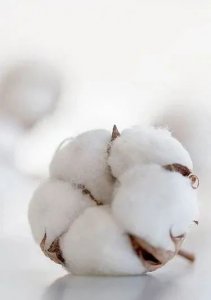 ​粘纤和聚酯纤维哪个好用（服装人必须要知道的面料知识）