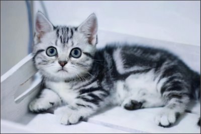 ​美短折耳猫饲养技巧(养猫老手告诉你，想要养好美短猫，必须做好这5点)