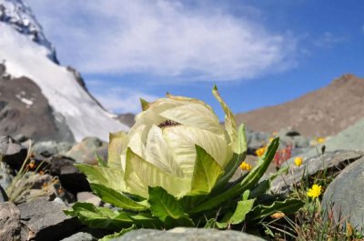 ​国家二级重点保护野生植物-雪莲