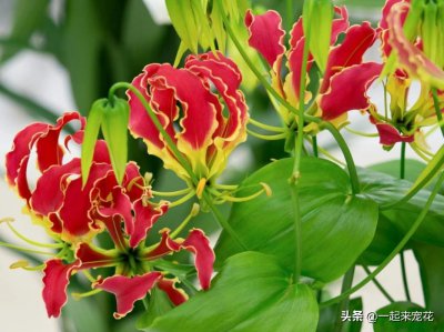 ​夏天十种最美的花，好养好看爱开花，适合新手