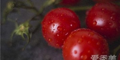 ​小番茄是不是转基因