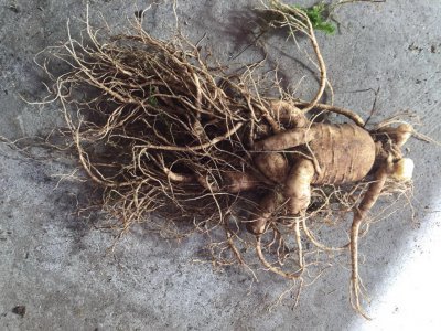 ​盘点当今出现过的假人参排行榜！可别再上当了！