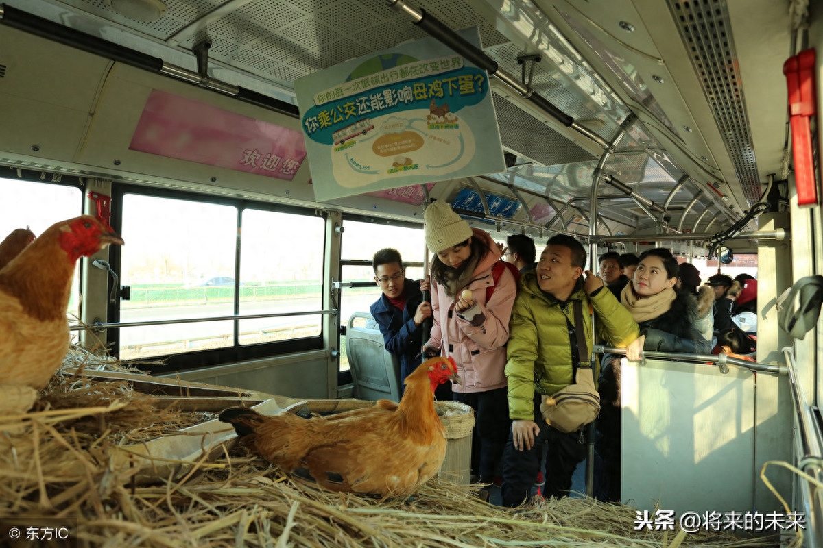 天津街头公交现“养鸡专车”,为提倡绿色出行免费送“1蛋”