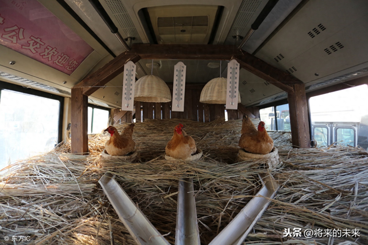 天津街头公交现“养鸡专车”,为提倡绿色出行免费送“1蛋”