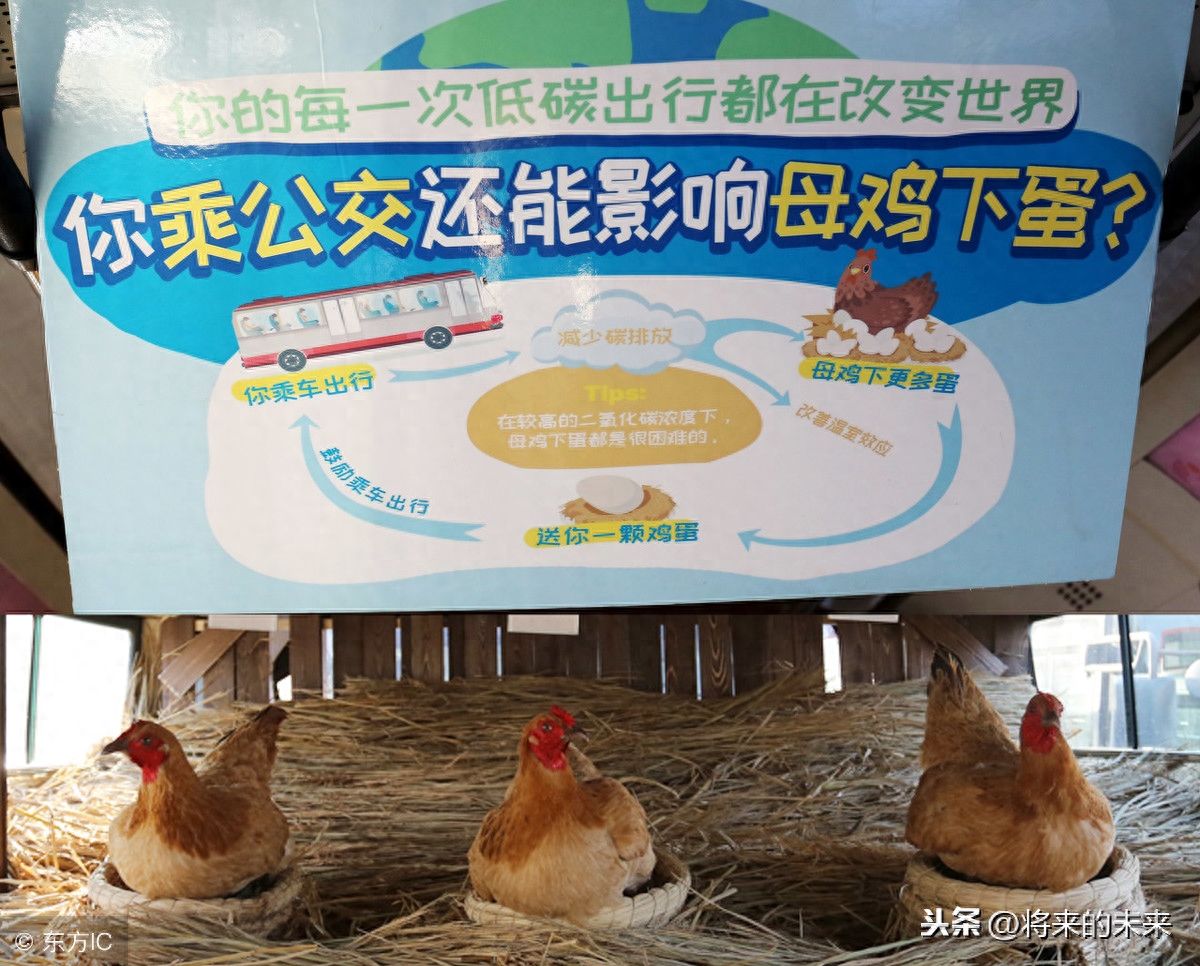 天津街头公交现“养鸡专车”,为提倡绿色出行免费送“1蛋”