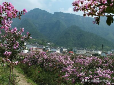 ​此夜曲中闻折柳的意思是什么（李白《春夜洛城闻笛》赏析：此夜曲中闻折柳，何