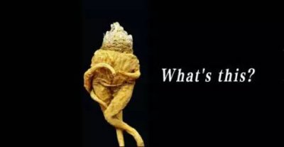 ​玛卡的功效与作用 玛咖能壮阳？别闹了！