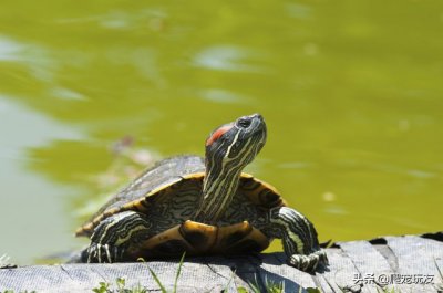 ​如何判断小乌龟多少岁 ？4个方法来鉴定龟的年龄