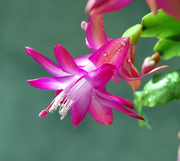 种冬季耐寒又能开花的植物,下雪也不怕,天气越冷,开花越大"