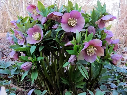 种冬季耐寒又能开花的植物,下雪也不怕,天气越冷,开花越大"