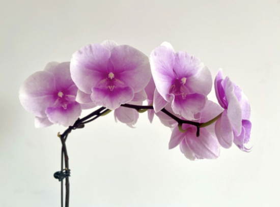 种冬季耐寒又能开花的植物,下雪也不怕,天气越冷,开花越大"