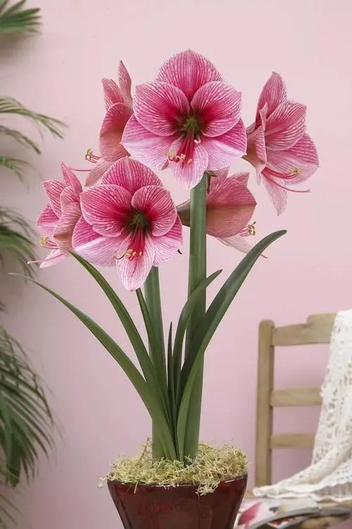 种冬季耐寒又能开花的植物,下雪也不怕,天气越冷,开花越大"