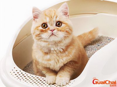 ​小猫便秘怎么办啊吃什么药？两个月小猫便秘怎么办
