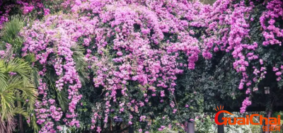 ​三角梅花语是什么？三角梅的别称有哪些？