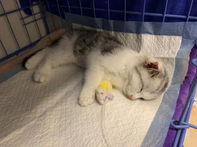 ​猫瘟的症状有哪些