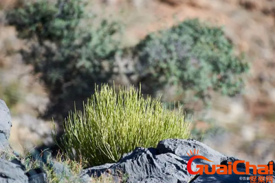 ​风滚草是什么?风滚草在什么地方生存？