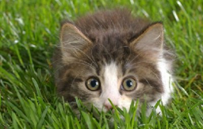 ​古人为何说：男不养猫女不养狗？