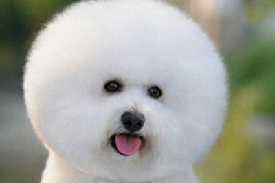 ​纯种比熊有5大特征，快看看你养的比熊符合这几点不！