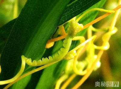 ​菟丝子的作用与功效（补肝肾   益精髓）