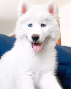 ​你见过充满仙气的纯白哈士奇吗？