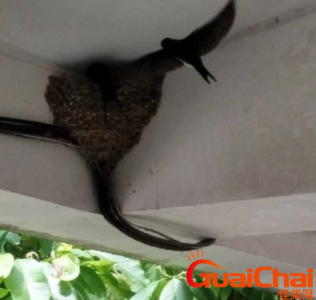 ​燕子在家搭窝是有什么预示？燕子在家里搭窝预示着什么意思？