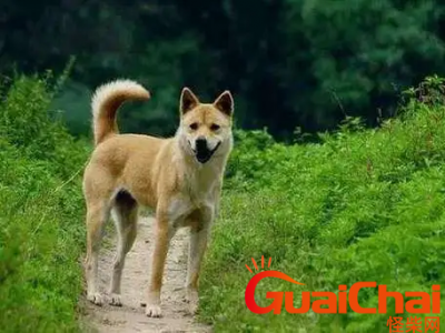 ​为什么不让养中华田园犬