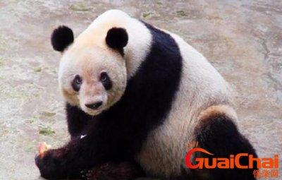 ​熊猫能活多少岁数？熊猫能活多少岁一只熊猫能活多少岁