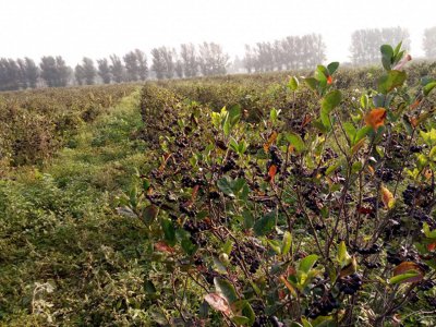 ​东北新特产黑果花楸将何去何从？