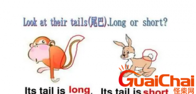 ​tail的意思是什么？tail如何读？翻译中文是什么?