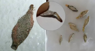 ​衣蛾怎么到家里来的？衣蛾怎么彻底消灭？