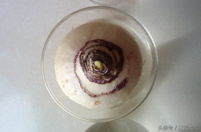 ​其实“洋葱”也能做盆栽，放在水里不久便会发芽开花！