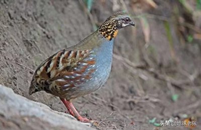​国家一级保护动物名录61-四川山鹧鸪