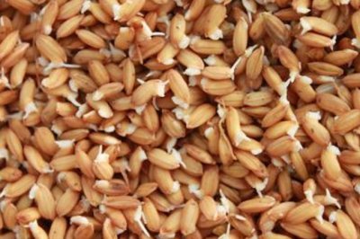 ​水稻种子催芽方法（水稻种子催芽方法有哪些）