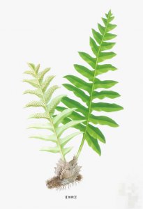 ​骨碎补的功效（促进骨对钙的吸收）