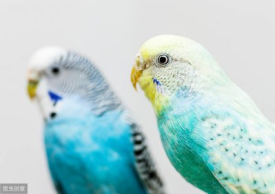 ​最便宜好养的鹦鹉？养它们就对了