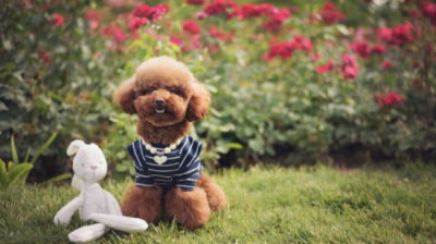 ​宠物狗知识大全（狗狗24个重要知识总结，看看养宠物你知道哪些？）