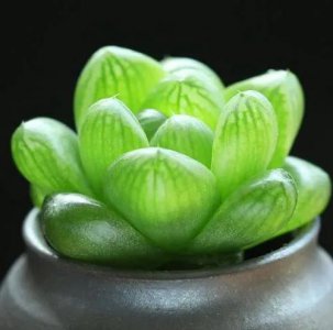 ​怎样养多肉才能又肥又厚？看看营造方法吧！