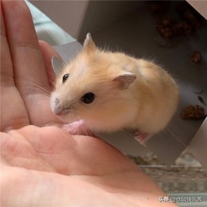 ​仓鼠最喜欢吃什么 ——让我们了解一下