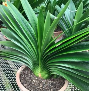 ​君子兰最好的肥料 3种肥料，长得健壮又油亮