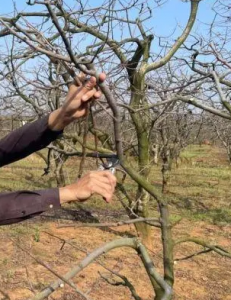 ​柿子树怎么修剪才能提高产量？这三点很关键